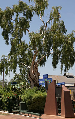 Tree of Knowledge Barcaldine