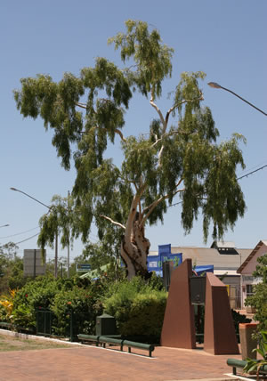 Tree of Knowledge Barcaldine